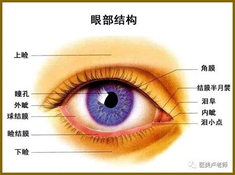 簡單:owaf-n2w3qq= 眼睛|眼睛的構造結構名稱詳細說明